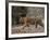 Female Indian Tiger, Bandhavgarh National Park, Madhya Pradesh State, India-Thorsten Milse-Framed Photographic Print