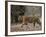 Female Indian Tiger, Bandhavgarh National Park, Madhya Pradesh State, India-Thorsten Milse-Framed Photographic Print