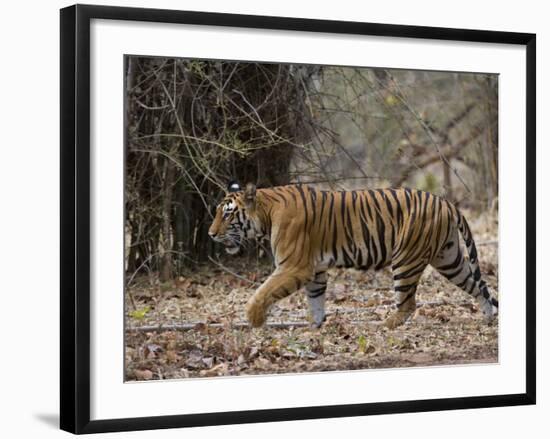 Female Indian Tiger, Bandhavgarh National Park, Madhya Pradesh State, India-Thorsten Milse-Framed Photographic Print