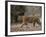 Female Indian Tiger, Bandhavgarh National Park, Madhya Pradesh State, India-Thorsten Milse-Framed Photographic Print