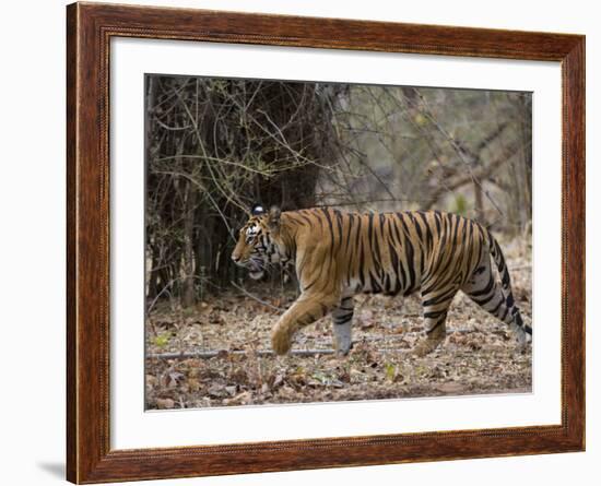 Female Indian Tiger, Bandhavgarh National Park, Madhya Pradesh State, India-Thorsten Milse-Framed Photographic Print