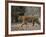 Female Indian Tiger, Bandhavgarh National Park, Madhya Pradesh State, India-Thorsten Milse-Framed Photographic Print