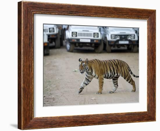 Female Indian Tiger, Bandhavgarh National Park, Madhya Pradesh State, India-Thorsten Milse-Framed Photographic Print