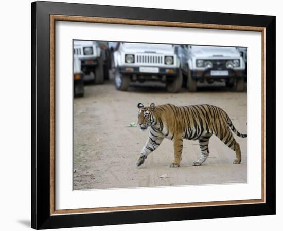 Female Indian Tiger, Bandhavgarh National Park, Madhya Pradesh State, India-Thorsten Milse-Framed Photographic Print