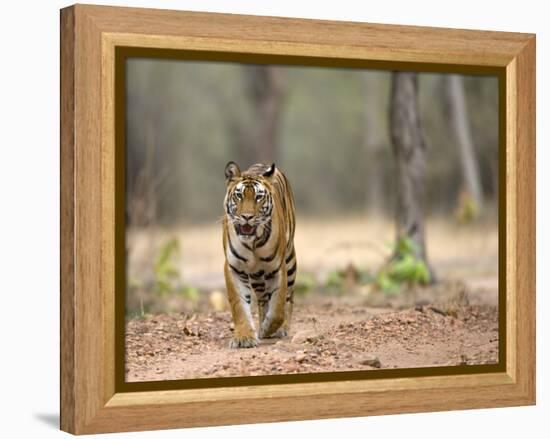 Female Indian Tiger (Bengal Tiger) (Panthera Tigris Tigris), Bandhavgarh National Park, India-Thorsten Milse-Framed Premier Image Canvas