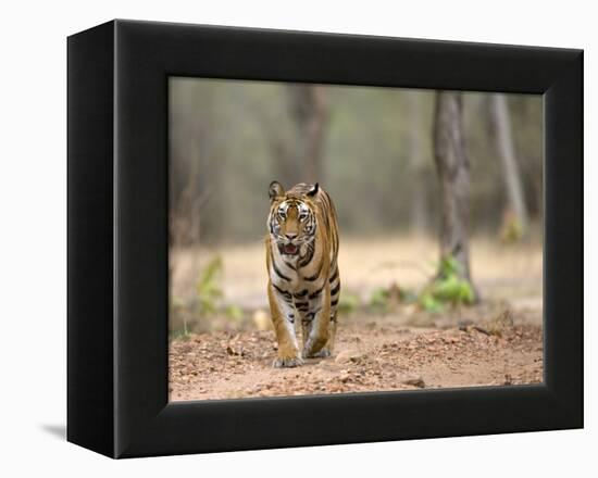 Female Indian Tiger (Bengal Tiger) (Panthera Tigris Tigris), Bandhavgarh National Park, India-Thorsten Milse-Framed Premier Image Canvas