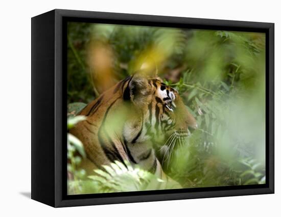 Female Indian Tiger (Bengal Tiger) (Panthera Tigris Tigris), Bandhavgarh National Park, India-Thorsten Milse-Framed Premier Image Canvas
