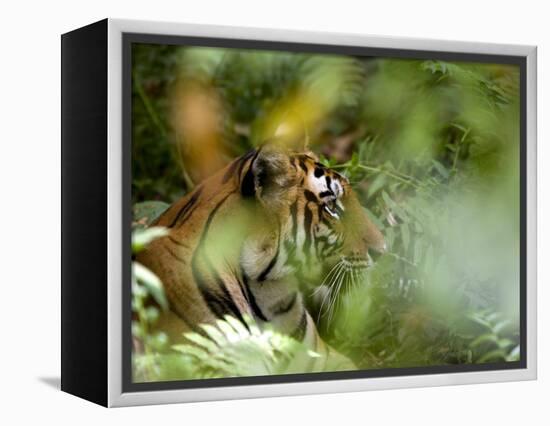 Female Indian Tiger (Bengal Tiger) (Panthera Tigris Tigris), Bandhavgarh National Park, India-Thorsten Milse-Framed Premier Image Canvas