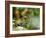 Female Indian Tiger (Bengal Tiger) (Panthera Tigris Tigris), Bandhavgarh National Park, India-Thorsten Milse-Framed Photographic Print