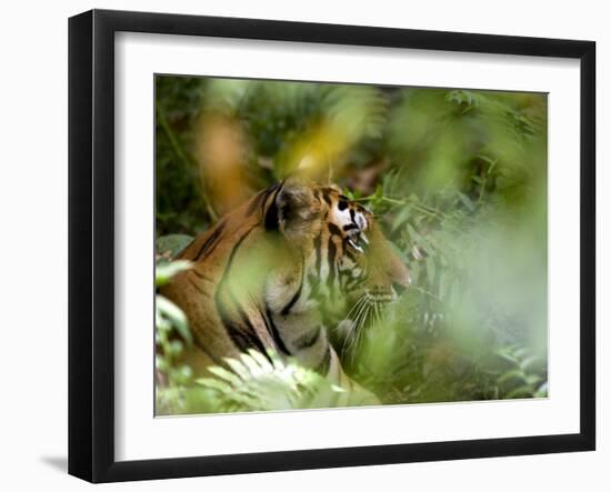 Female Indian Tiger (Bengal Tiger) (Panthera Tigris Tigris), Bandhavgarh National Park, India-Thorsten Milse-Framed Photographic Print