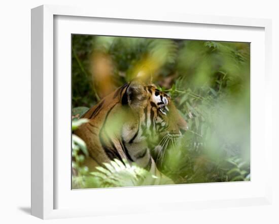 Female Indian Tiger (Bengal Tiger) (Panthera Tigris Tigris), Bandhavgarh National Park, India-Thorsten Milse-Framed Photographic Print