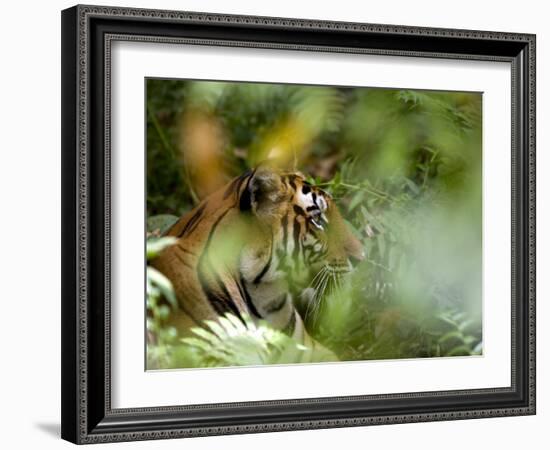 Female Indian Tiger (Bengal Tiger) (Panthera Tigris Tigris), Bandhavgarh National Park, India-Thorsten Milse-Framed Photographic Print