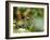 Female Indian Tiger (Bengal Tiger) (Panthera Tigris Tigris), Bandhavgarh National Park, India-Thorsten Milse-Framed Photographic Print