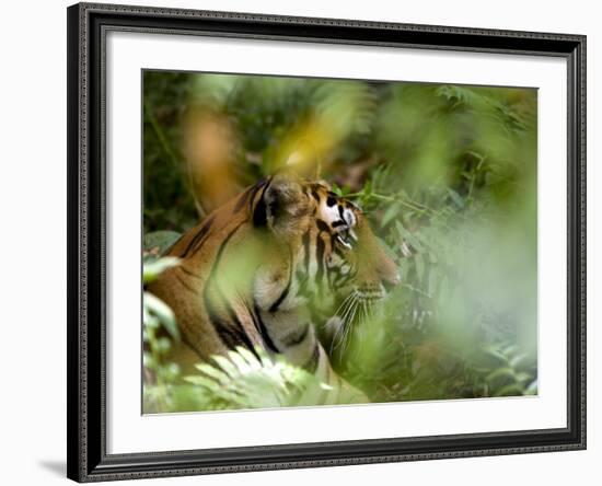 Female Indian Tiger (Bengal Tiger) (Panthera Tigris Tigris), Bandhavgarh National Park, India-Thorsten Milse-Framed Photographic Print