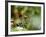 Female Indian Tiger (Bengal Tiger) (Panthera Tigris Tigris), Bandhavgarh National Park, India-Thorsten Milse-Framed Photographic Print