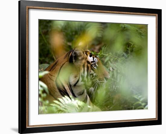 Female Indian Tiger (Bengal Tiger) (Panthera Tigris Tigris), Bandhavgarh National Park, India-Thorsten Milse-Framed Photographic Print