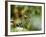 Female Indian Tiger (Bengal Tiger) (Panthera Tigris Tigris), Bandhavgarh National Park, India-Thorsten Milse-Framed Photographic Print