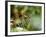 Female Indian Tiger (Bengal Tiger) (Panthera Tigris Tigris), Bandhavgarh National Park, India-Thorsten Milse-Framed Photographic Print