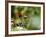 Female Indian Tiger (Bengal Tiger) (Panthera Tigris Tigris), Bandhavgarh National Park, India-Thorsten Milse-Framed Photographic Print