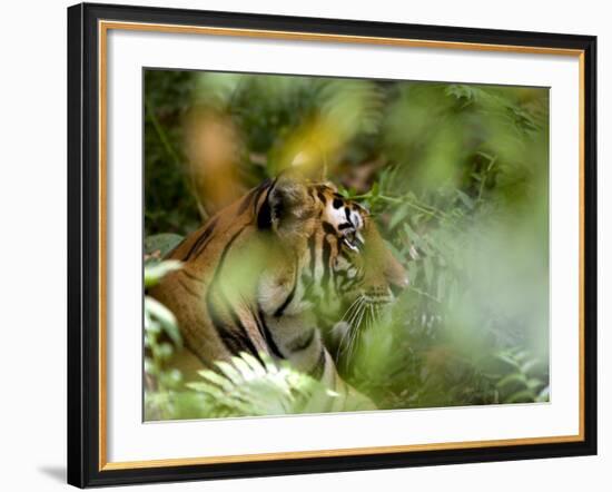 Female Indian Tiger (Bengal Tiger) (Panthera Tigris Tigris), Bandhavgarh National Park, India-Thorsten Milse-Framed Photographic Print