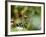 Female Indian Tiger (Bengal Tiger) (Panthera Tigris Tigris), Bandhavgarh National Park, India-Thorsten Milse-Framed Photographic Print