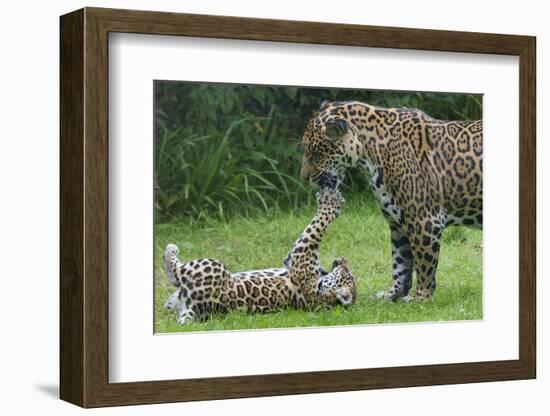 Female Jaguar (Panthera Onca) Playing With Her Cub, Captive, Occurs In Southern And Central America-Edwin Giesbers-Framed Photographic Print