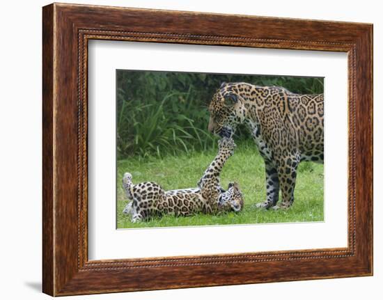 Female Jaguar (Panthera Onca) Playing With Her Cub, Captive, Occurs In Southern And Central America-Edwin Giesbers-Framed Photographic Print