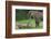 Female Jaguar (Panthera Onca) Playing With Her Cub, Captive, Occurs In Southern And Central America-Edwin Giesbers-Framed Photographic Print