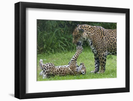 Female Jaguar (Panthera Onca) Playing With Her Cub, Captive, Occurs In Southern And Central America-Edwin Giesbers-Framed Photographic Print