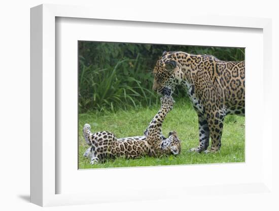 Female Jaguar (Panthera Onca) Playing With Her Cub, Captive, Occurs In Southern And Central America-Edwin Giesbers-Framed Photographic Print