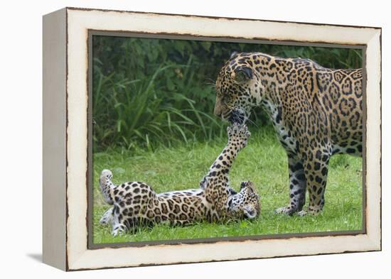 Female Jaguar (Panthera Onca) Playing With Her Cub, Captive, Occurs In Southern And Central America-Edwin Giesbers-Framed Premier Image Canvas