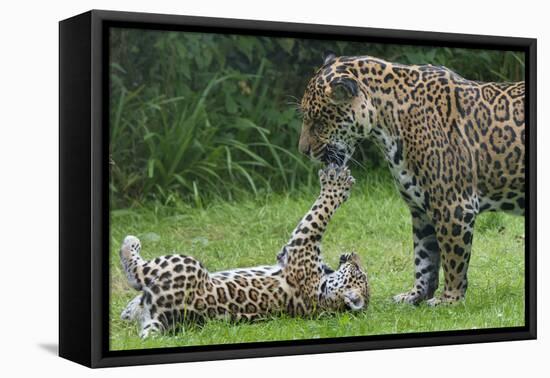 Female Jaguar (Panthera Onca) Playing With Her Cub, Captive, Occurs In Southern And Central America-Edwin Giesbers-Framed Premier Image Canvas