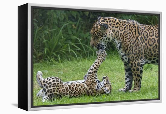 Female Jaguar (Panthera Onca) Playing With Her Cub, Captive, Occurs In Southern And Central America-Edwin Giesbers-Framed Premier Image Canvas
