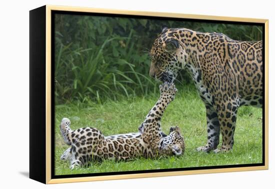 Female Jaguar (Panthera Onca) Playing With Her Cub, Captive, Occurs In Southern And Central America-Edwin Giesbers-Framed Premier Image Canvas