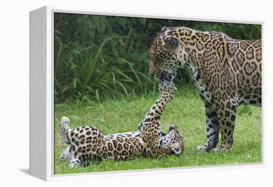 Female Jaguar (Panthera Onca) Playing With Her Cub, Captive, Occurs In Southern And Central America-Edwin Giesbers-Framed Premier Image Canvas