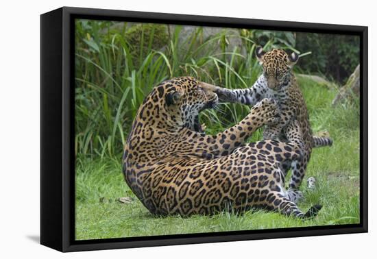 Female Jaguar (Panthera Onca) Playing With Her Cub, Captive, Occurs In Southern And Central America-Edwin Giesbers-Framed Premier Image Canvas