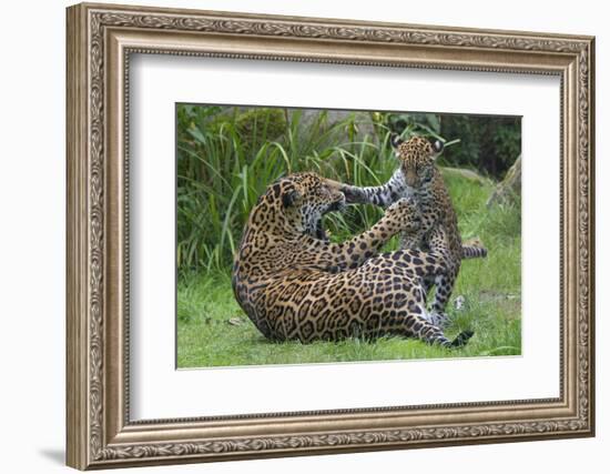 Female Jaguar (Panthera Onca) Playing With Her Cub, Captive, Occurs In Southern And Central America-Edwin Giesbers-Framed Photographic Print