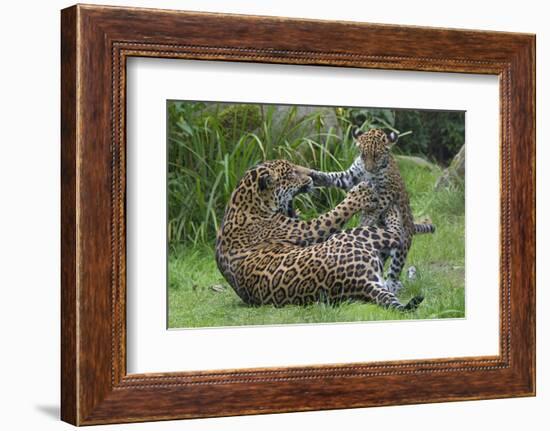 Female Jaguar (Panthera Onca) Playing With Her Cub, Captive, Occurs In Southern And Central America-Edwin Giesbers-Framed Photographic Print