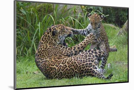 Female Jaguar (Panthera Onca) Playing With Her Cub, Captive, Occurs In Southern And Central America-Edwin Giesbers-Mounted Photographic Print
