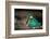 Female Kingfisher covering chicks with her wings, Italy-Angelo Gandolfi-Framed Photographic Print
