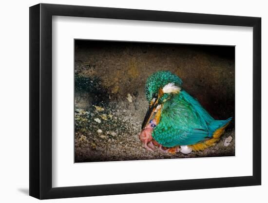 Female Kingfisher covering chicks with her wings, Italy-Angelo Gandolfi-Framed Photographic Print