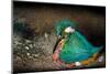 Female Kingfisher covering chicks with her wings, Italy-Angelo Gandolfi-Mounted Photographic Print