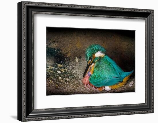 Female Kingfisher covering chicks with her wings, Italy-Angelo Gandolfi-Framed Photographic Print