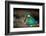 Female Kingfisher covering chicks with her wings, Italy-Angelo Gandolfi-Framed Photographic Print