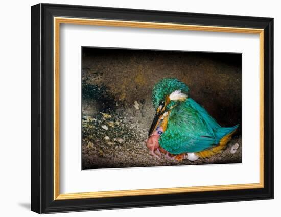 Female Kingfisher covering chicks with her wings, Italy-Angelo Gandolfi-Framed Photographic Print