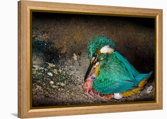 Female Kingfisher covering chicks with her wings, Italy-Angelo Gandolfi-Framed Premier Image Canvas