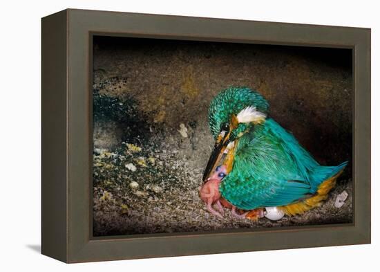 Female Kingfisher covering chicks with her wings, Italy-Angelo Gandolfi-Framed Premier Image Canvas