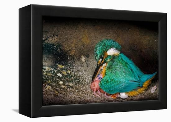 Female Kingfisher covering chicks with her wings, Italy-Angelo Gandolfi-Framed Premier Image Canvas