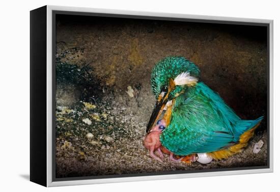 Female Kingfisher covering chicks with her wings, Italy-Angelo Gandolfi-Framed Premier Image Canvas