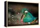 Female Kingfisher covering chicks with her wings, Italy-Angelo Gandolfi-Framed Premier Image Canvas